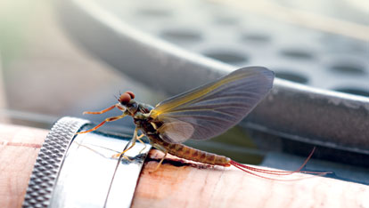 Mayfly 1