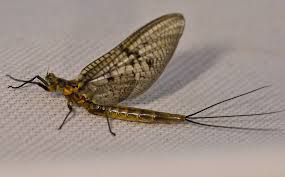 Mayfly 2