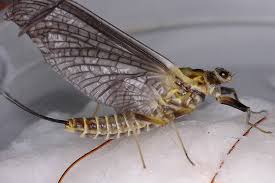 Mayfly 3