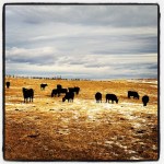 Fishtail Basin Ranch3